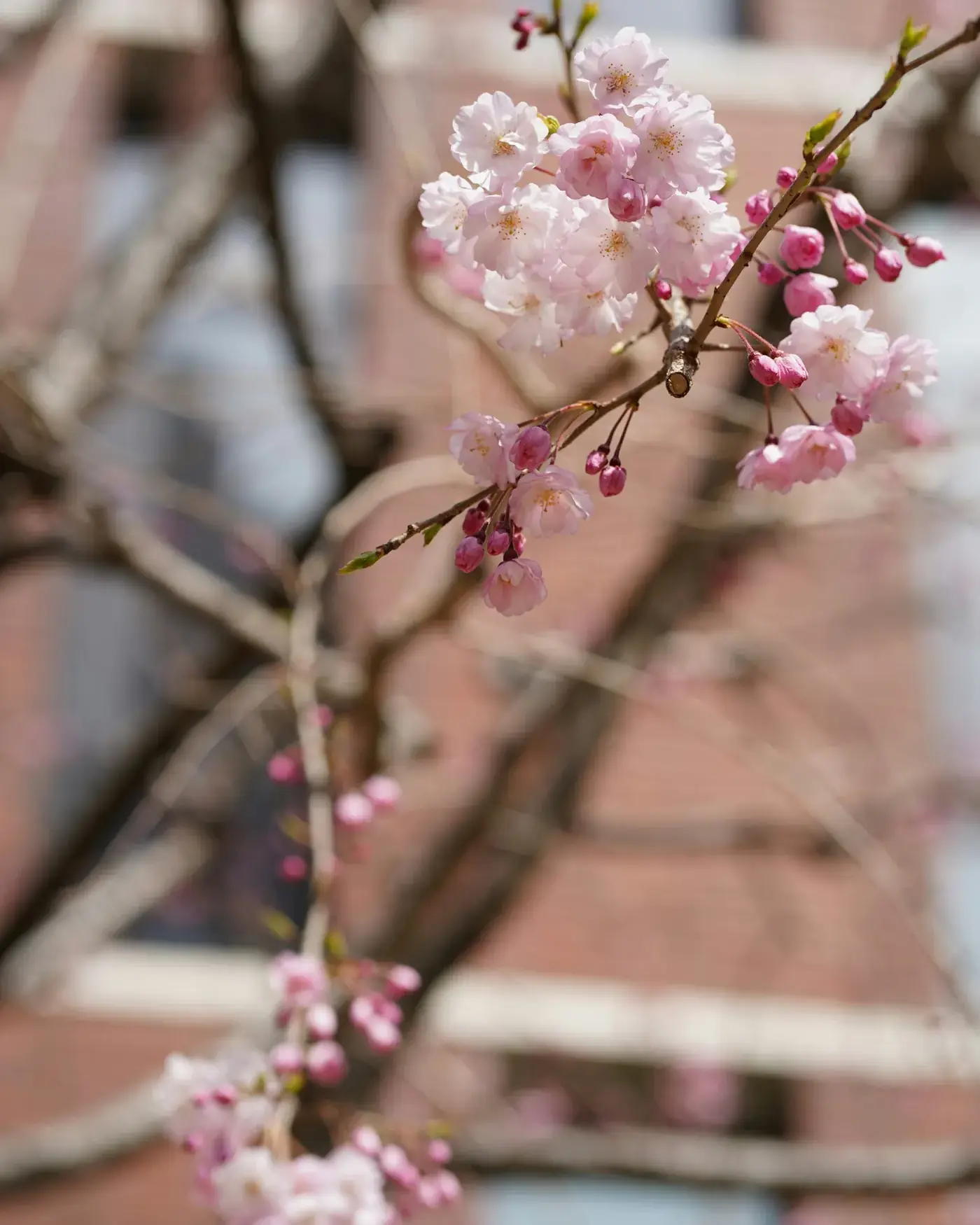 Cherry blossoms on a branch in spring