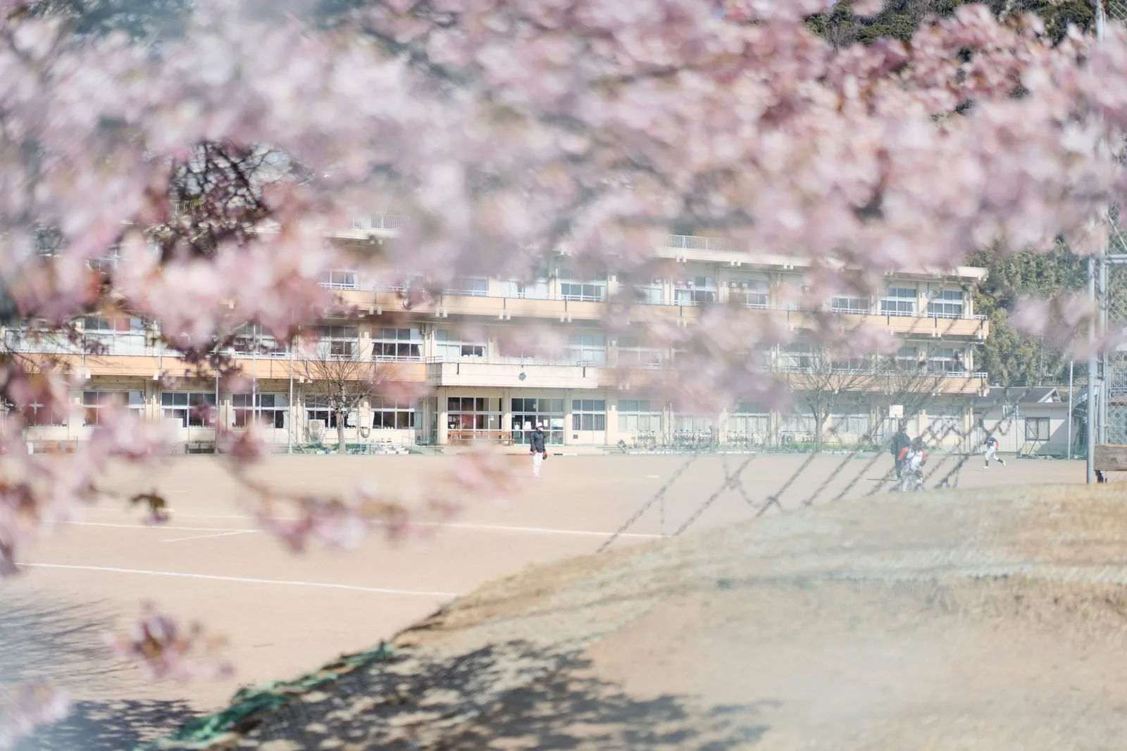 A Japanese school building under cherry blossoms
